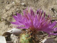 Centaurea aspera 9, Saxifraga-Rutger Barendse