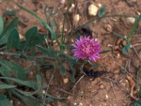 Centaurea aspera ssp scorpiurifolia 3, Saxifraga-Jan van der Straaten