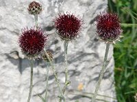 Centaurea atropurpurea