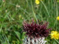 Centaurea atropurpurea 3, Saxifraga-Jasenka Topic