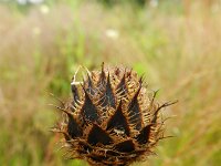 Centaurea atropurpurea 4, Saxifraga-Rutger Barendse