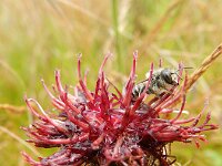 Centaurea atropurpurea 6, Saxifraga-Rutger Barendse