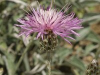 Centaurea bella