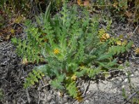Centaurea benedicta
