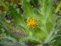 Centaurea benedicta 2, Gezegende distel, Saxifraga-Ed Stikvoort