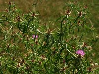 Centaurea calcitrapa, Purple Starthistle