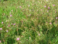 Centaurea calcitrapa 14, Kalketrip, Saxifraga-Rutger Barendse