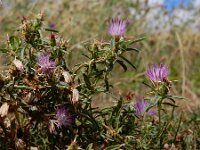 Centaurea calcitrapa 16, Kalketrip, Saxifraga-Ed Stikvoort