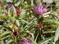 Centaurea calcitrapa 17, Kalketrip, Saxifraga-Ed Stikvoort
