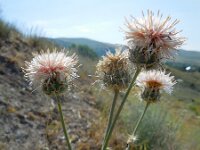 Centaurea carduiformis