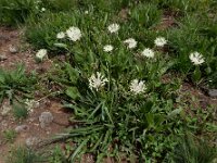Centaurea cheiranthifolia 5, Saxifraga-Ed Stikvoort