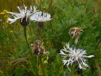 Centaurea cheiranthifolia 7, Saxifraga-Ed Stikvoort