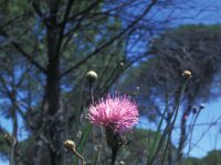 Centaurea cheirolophus