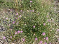 Centaurea cristata