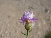 Centaurea cristata 2, Saxifraga-Jasenka Topic