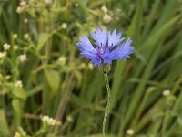 Centaurea cyanus 11, Korenbloem, Saxifraga-Jan van der Straaten