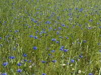 Centaurea cyanus 14, Korenbloem, Saxifraga-Jan van der Straaten