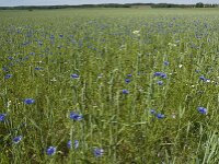 Centaurea cyanus 15, Korenbloem, Saxifraga-Jan van der Straaten