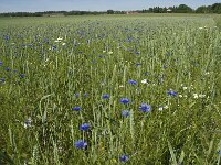 Centaurea cyanus 16, Korenbloem, Saxifraga-Jan van der Straaten