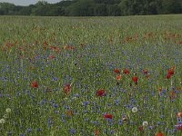 Centaurea cyanus 17, Korenbloem, Saxifraga-Rob Felix : Plantae, Plants, planten