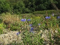 Centaurea cyanus 22, Korenbloem, Saxifraga-Rutger Barendse