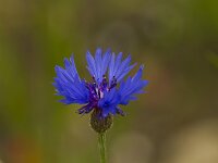 Centaurea cyanus 24, Korenbloem, Saxifraga-Jan Nijendijk