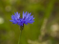 Centaurea cyanus 25, Korenbloem, Saxifraga-Jan Nijendijk