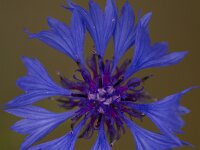Centaurea cyanus 26, Korenbloem, Saxifraga-Jan Nijendijk