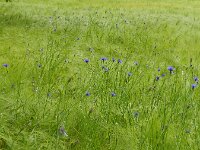 Centaurea cyanus 29, Korenbloem, Saxifraga-Rutger Barendse