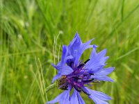 Centaurea cyanus 31, Korenbloem, Saxifraga-Rutger Barendse