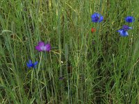 Centaurea cyanus 37, Korenbloem, Saxifraga-Hans Boll