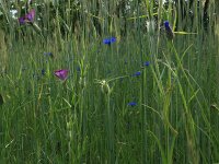 Centaurea cyanus 39, Korenbloem, Saxifraga-Hans Boll