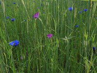 Centaurea cyanus 40, Korenbloem, Saxifraga-Hans Boll