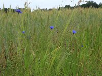 Centaurea cyanus 43, Korenbloem, Saxifraga-Hans Boll