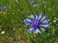 Centaurea cyanus 47, Korenbloem, Saxifraga-Hans Dekker