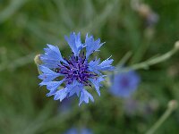 Centaurea cyanus 5, Korenbloem, Saxifraga-Marijke Verhagen