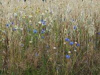 Corn flowers (Centaurea cyanus) in field of rye  Corn flowers (Centaurea cyanus) in field of rye : flower, flora, floral, nature, natural, growth, beauty in nature, summer, summertime, petal, petals, outside, outdoor, nobody, no people, corn flower, corn daisy, Centaurea cyanus, rye, blue, corn, grain, arable land, crop, colorful, flowery, plant, plants, vascular plant