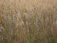 Corn flowers (Centaurea cyanus) in field of oat  Corn flowers (Centaurea cyanus) in field of oat : flower, flora, floral, nature, natural, growth, beauty in nature, summer, summertime, petal, petals, outside, outdoor, nobody, no people, corn flower, corn daisy, Centaurea cyanus, oat, blue, corn, grain, arable land, crop, colorful, flowery, plant, plants, vascular plant
