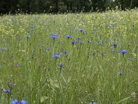 Centaurea cyanus 61, Korenbloem, Saxifraga-Willem van Kruijsbergen
