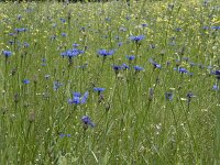Centaurea cyanus 62, Korenbloem, Saxifraga-Willem van Kruijsbergen