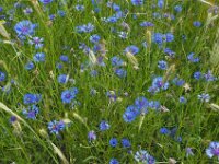 Centaurea cyanus 64, Korenbloem, Saxifraga-Mark Zekhuis