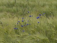 Centaurea cyanus 67, Korenbloem, Saxifraga-Jan Nijendijk