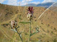 Centaurea daralagoezica
