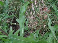 Centaurea debauxii