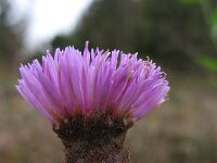 Centaurea debauxii 3, Saxifraga-Rutger Barendse