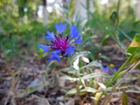 Centaurea depressa