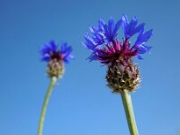 Centaurea depressa 2, Saxifraga-Ed Stikvoort