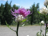 Centaurea deusta ssp splendens 2, Saxifraga-Jasenka Topic