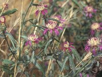 Centaurea diluta
