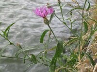 Centaurea diluta 2, Saxifraga-Rutger Barendse